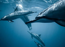 易游体育-世体：马竞球迷团体对小蜘蛛欧冠点球争议仍在持续申诉